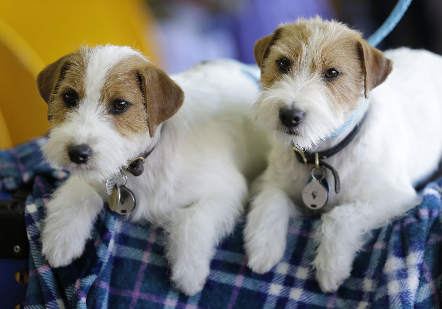 Westminster Dog Show